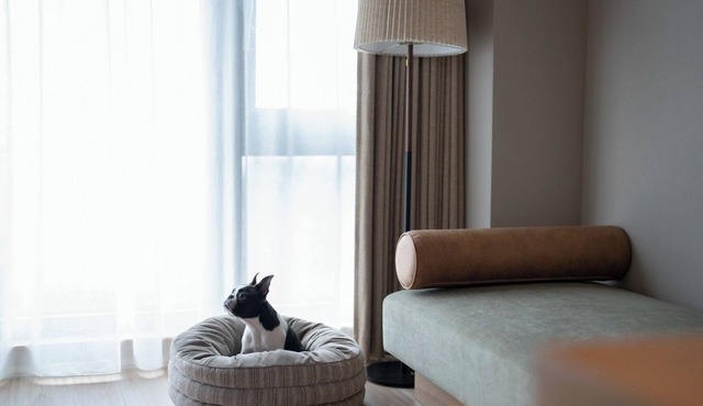Dog room with ocean view Dinner and breakfast fe/Ashigarashimo-gun Kanagawa