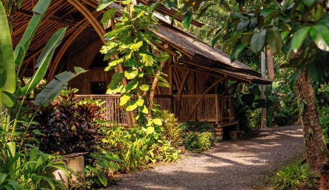 Kaura Bali
