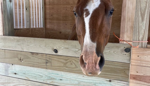 Staying on a working horse farm
