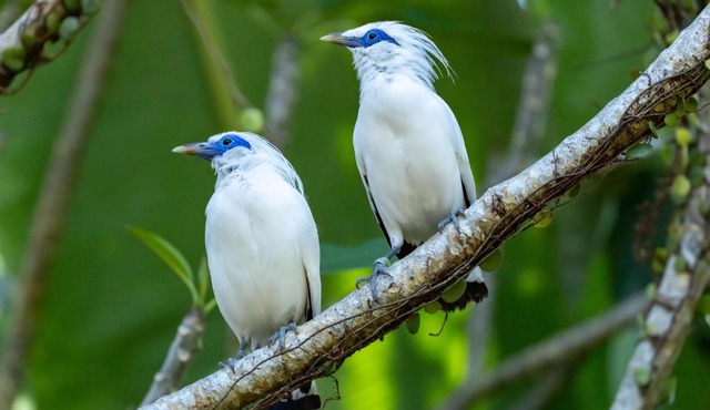 Svarga Uma Cottage - Unwind Amidst Bali Starling Sanctuary