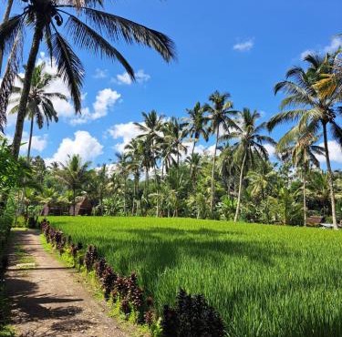 tarotours accommodations - we manage different guesthouses in taro village