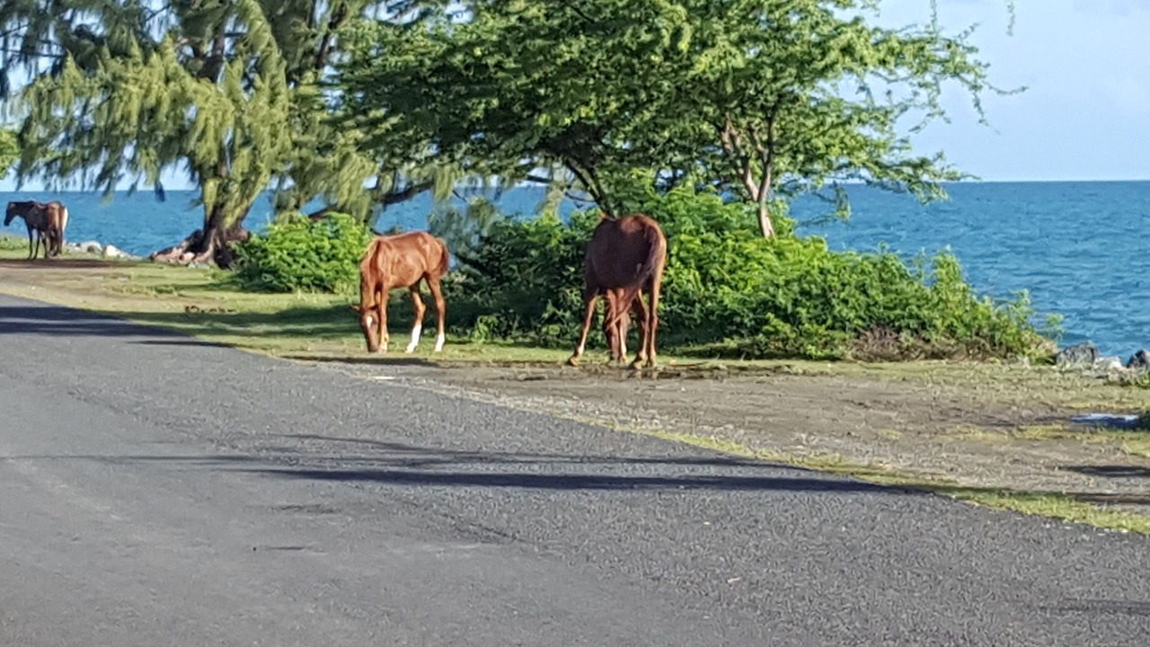Photo of Outdoor in Villa Borinquen