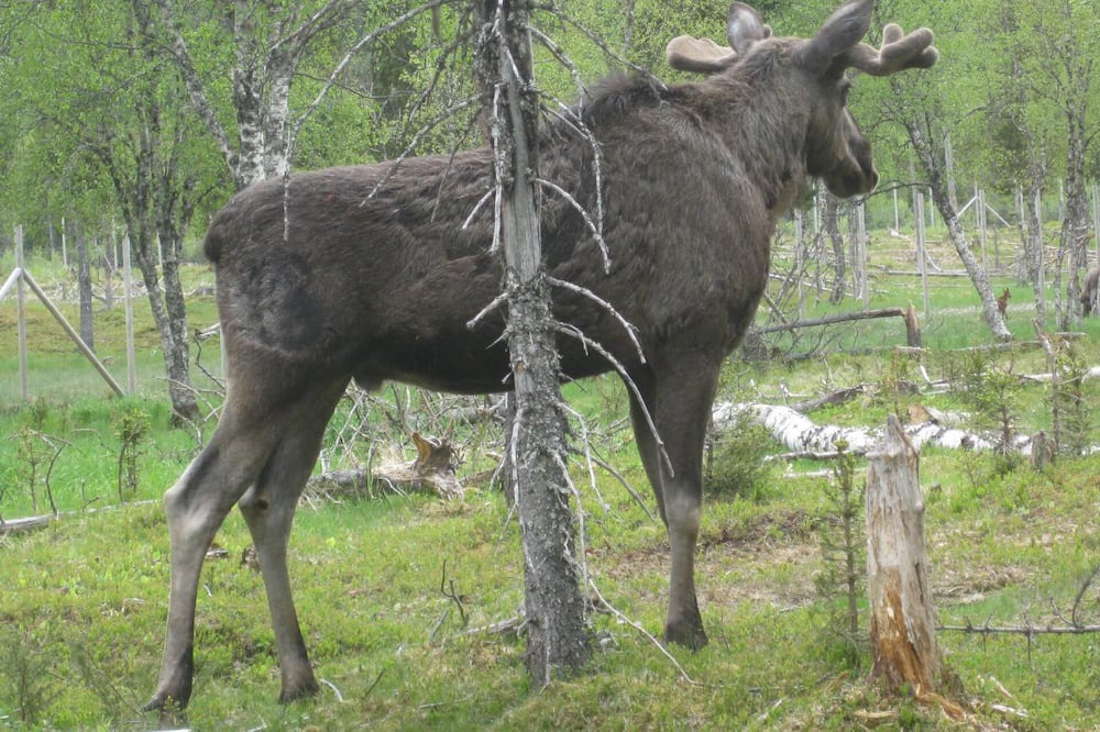 Photo of Outdoor in Snasa