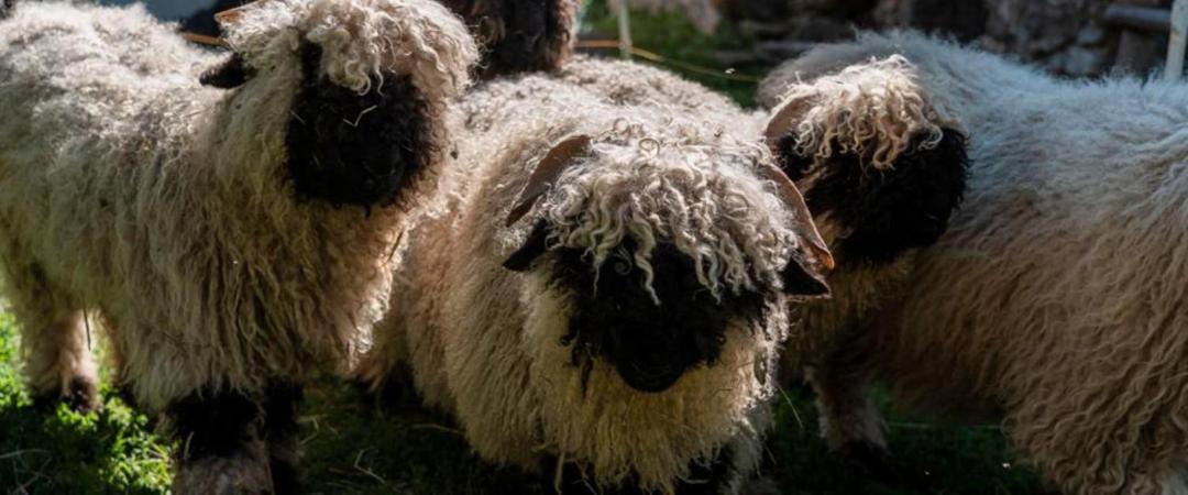 Photo of Others in Buerchen